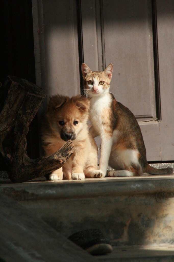 Puppy and calico cat sitting together by a wooden door